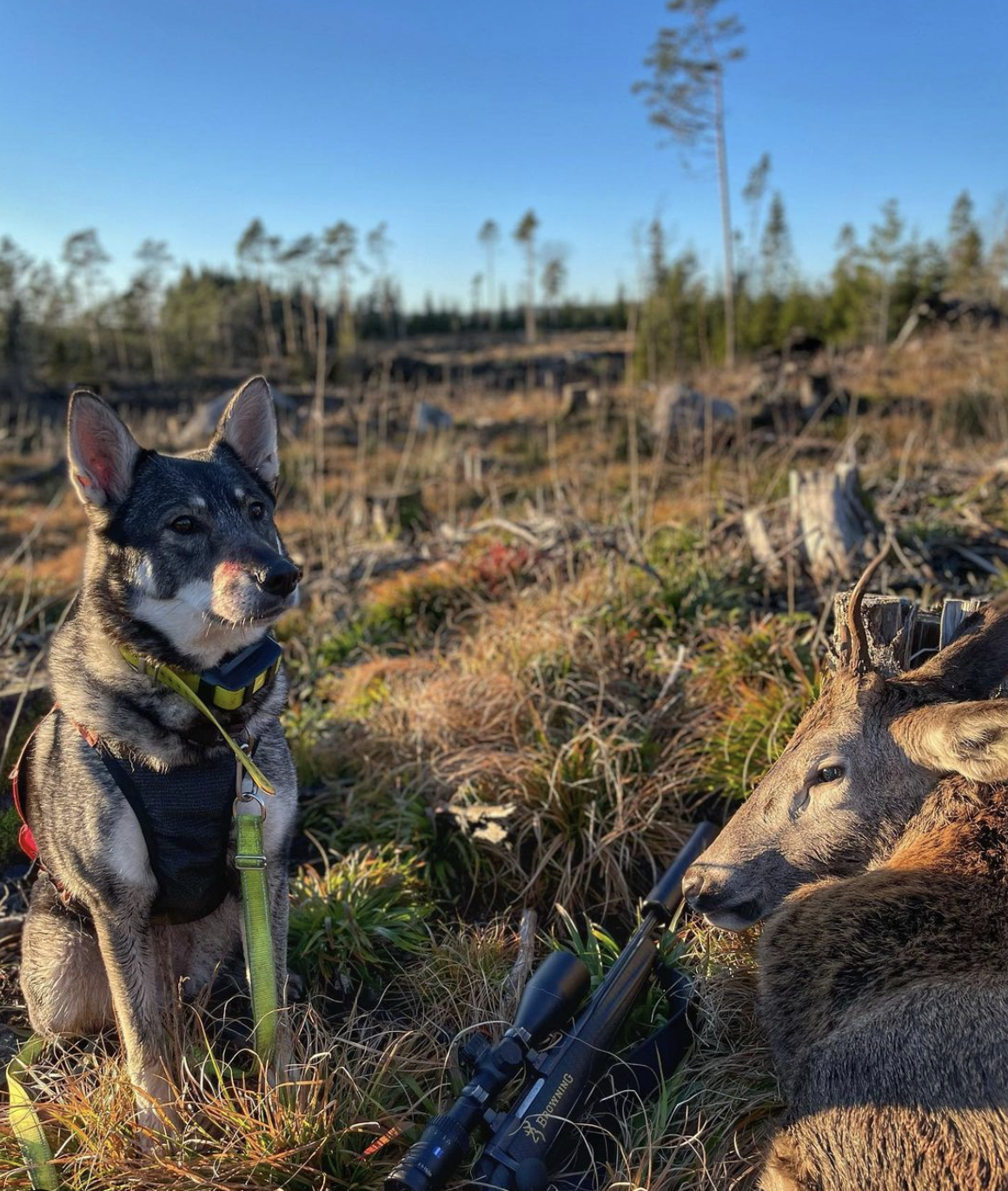 N UCH Fiskbergets Kela "Skadi"